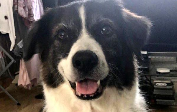 передала зарядное устройство с собакой, нашла способ передать зарядное устройство дочери