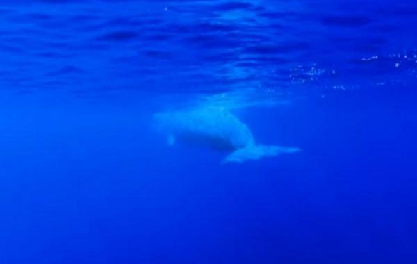 как спят кашалоты, как спят кашалоты видео