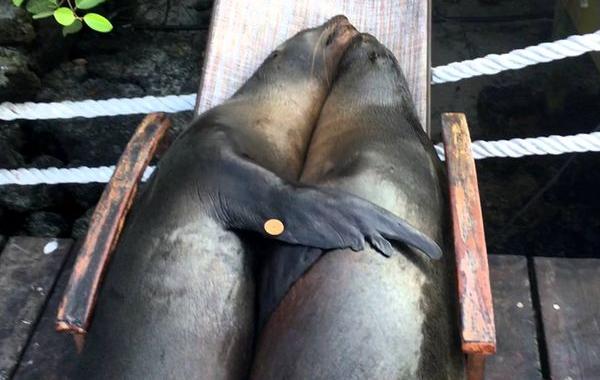 морские львы на шезлонге, морские львы на шезлонге видео