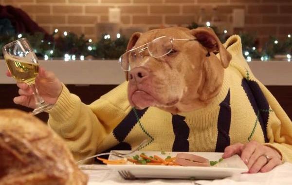 животные едят руками людей, животные едят человеческими руками, животные за столом