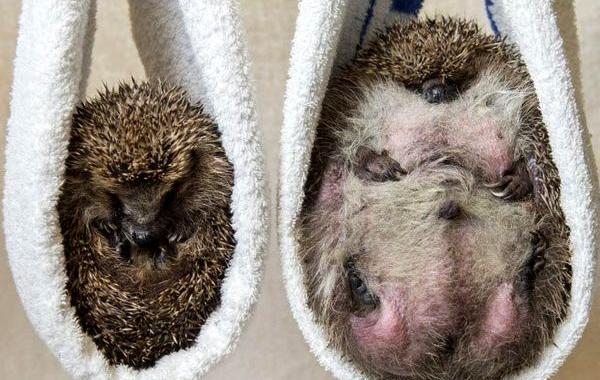 Хогзилла, самый толстый ёж, толстый ёж не может свернуться в клубок, ёж Хогзилла 