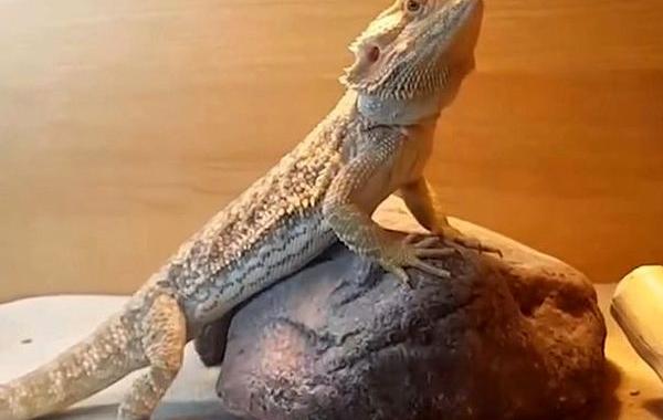 ящерица машет лапой, ящерица приветствует хозяина