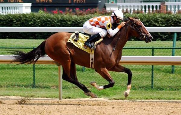Шэмрок, сел на бывшую скаковую лошадь, Shamrock, сел не на ту лошадь