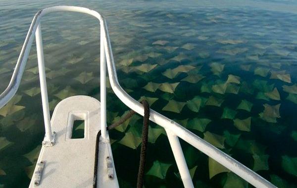 миграция скатов,миграция скатов фото 