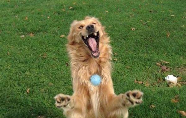 улыбающаяся собака битва фотошоперов, битва фотошоперов собака