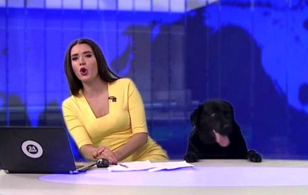 прямой эфир новостей собака вылезла из под стола, собака в студии телеканала, собака вылезла во время новостей