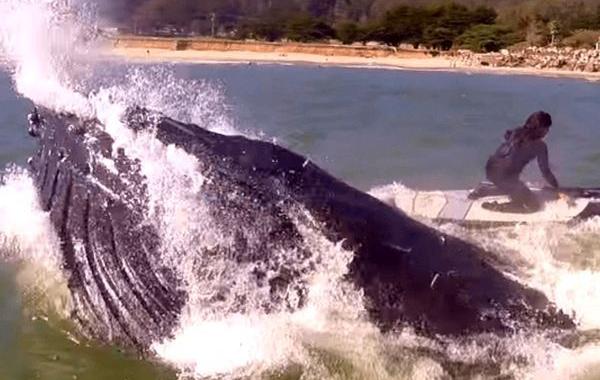 кит выпрыгнул рядом с сёрфингисткой, девушка играла на флейте на доске для сёрфинга выпрыгнул кит