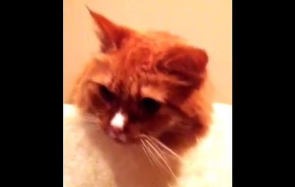 кот высовывает язык, рефлекс кот высовывает язык, кот слышит звук скотча и высовывает язык