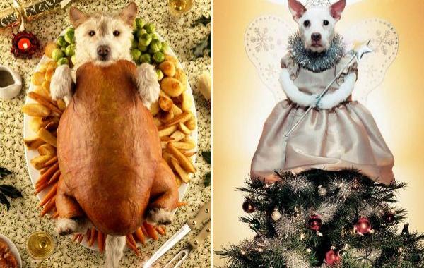собака в смешных костюмах Рождество, Рождественские собаки, Christmas Dogs, Питер Торп, Peter Thorpe
