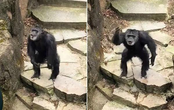 шимпанзе бросается какашками, шимпанзе бросил какашки попал в бабушку