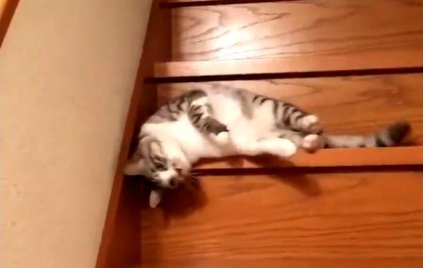 ленивая кошка спускается по лестнице, кошка нашла способ спускаться с лестницы