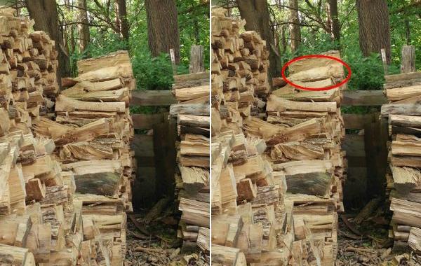 спрятавшиеся коты, коты мастера масикровки