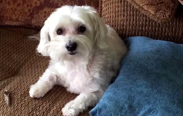 провинившаяся собака, нашкодившая собака, собака и салфетки