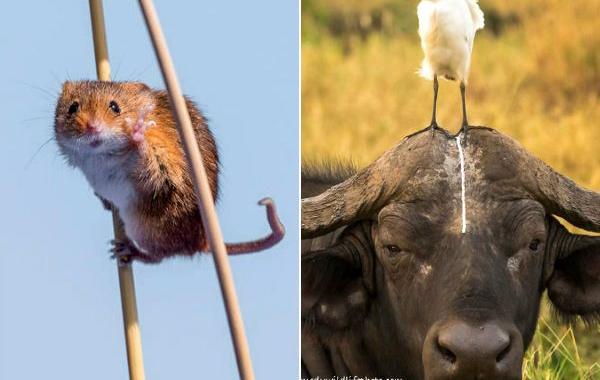 Comedy Wildlife 2016, фотоконкурс самые забавные фотографии животных, камеди уайлдлайф 2016
