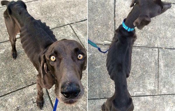 истощённая собака, собака Алекс, dog Alex