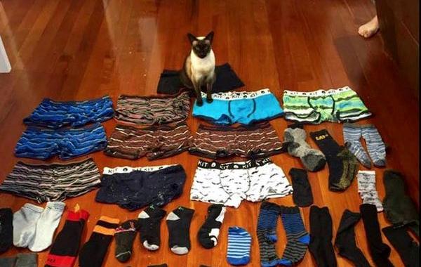 кошка клептоман, кошка ворует трусы и носки, кошка наворовала вещей