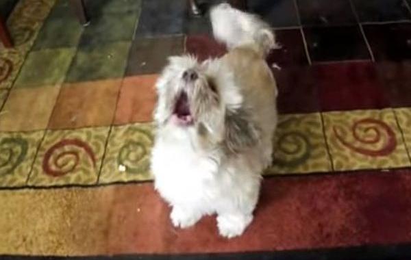 лай собаки крик человека, собака лает крик человека, лай собаки похож на крик