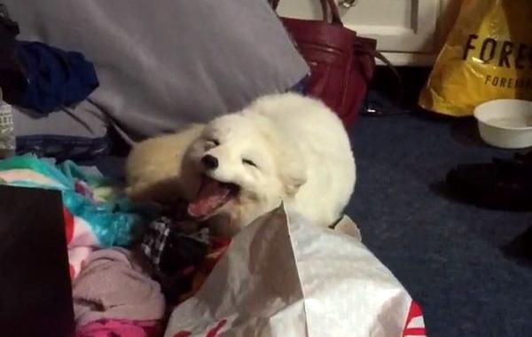 смеющийся песец, песец смеется каждый раз слышит смех