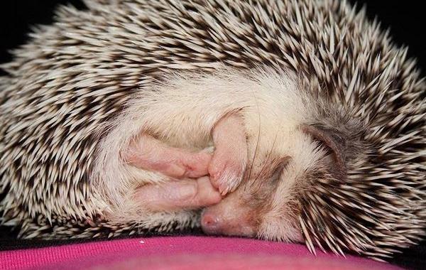 ёжик альбинос, спящий ёжик, ёжик сопит альбинос