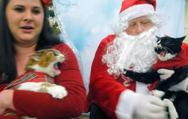 животные не рады новогодним праздникам, животные не прониклись духом праздника, животные которые не любят новый год, животные которые не любят рождество