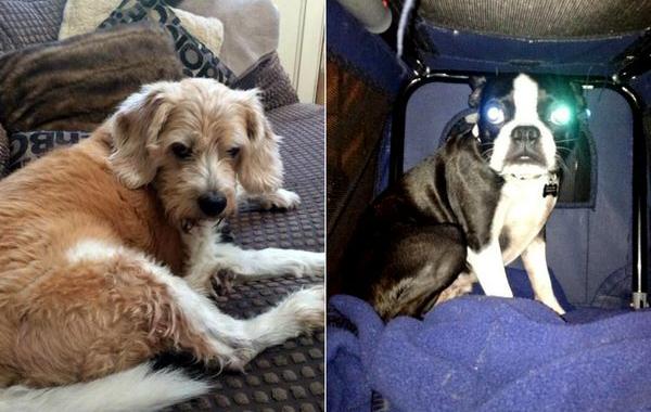 собаки хотят вкусняшку, собаки требуют чтобы их покормили