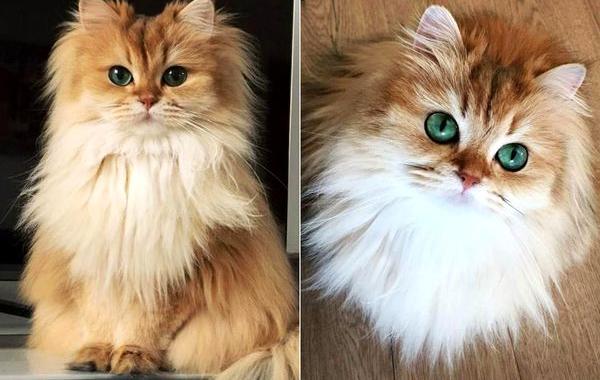 кошка Смузи, самая фотогеничная кошка, фотогеничная кошка Смузи
