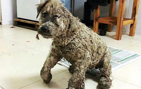 щенок издевались дети, щенка измазали клеем, щенок в клее