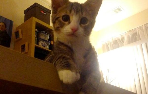 почему кошки сбрасывают вещи со стола, зачем кошки сбрасывают вещи