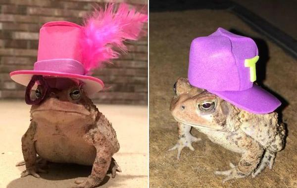 шляпы для жабы, Крис Ньюсом, Chris Newsome, жаба в шляпе, жаба в цилиндре