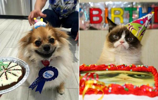 животные дни рождения, животные отмечают дни рождения, дни рождения у животных