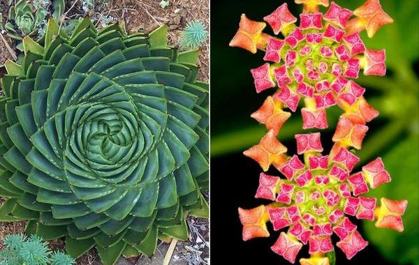 Природные фракталы, гипнотические растения, геометрические растения, симметричные растения 