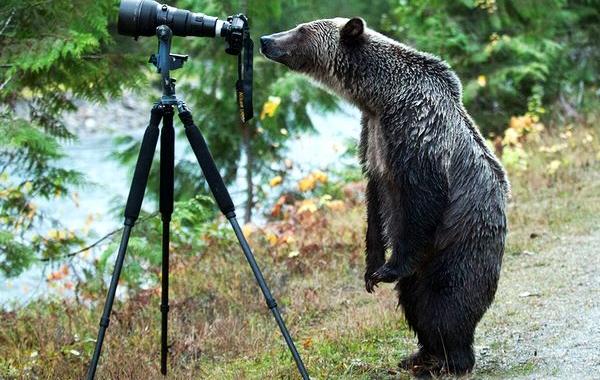 животные фотографы, животные желающие стать фотографами