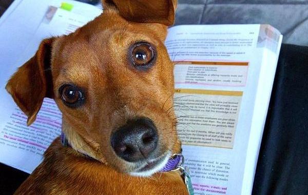 собаки и книги, собаки не умеют читать, смешные собаки