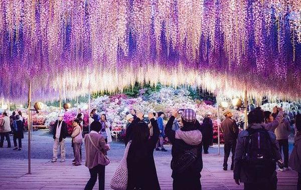 самые необычные деревья в мире, необычные деревья, фантастические деревья, удивительные деревья