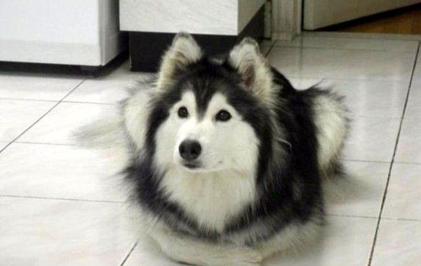 Собаки которые думают что они кошки, собаки ведут себя как кошки