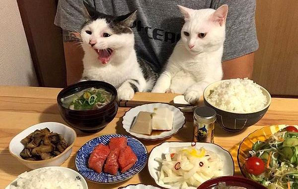 кошки любят хозяев за еду, кошки наблюдают как хозяева едят, кошки за столом с хозяевами