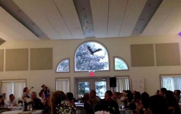 сова врезалась в окно, сова на свадьбе врезалась в окно, сова приносящая кольца врезалась в окно