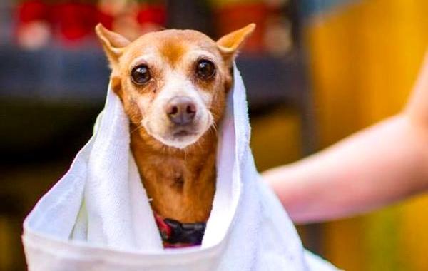 взять взрослую собаку вместо щенка, взрослые собаки против щенков