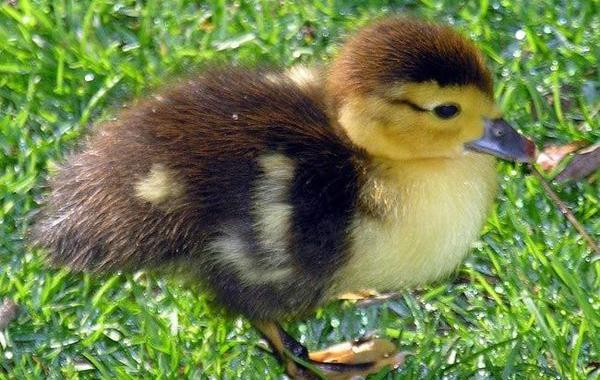 милые животные каннибалы, животные каннибалы, животные едят себе подобных