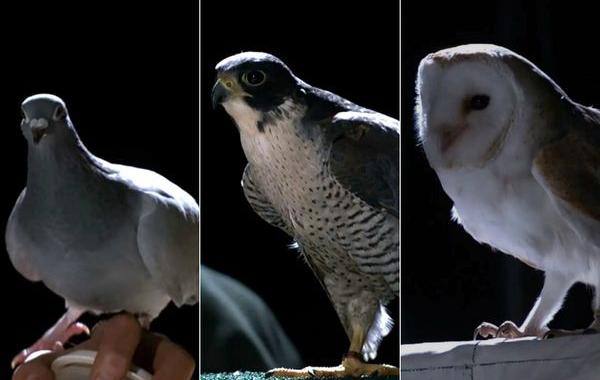 почему сова летает бесшумно, сова летает бесшумно, кто из этих птиц летает бесшумно