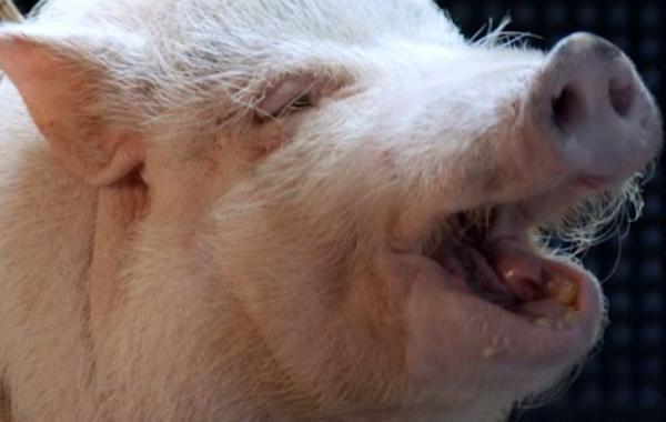 Как Касперский звук свиньи придумал, откуда Касперский звук свиньи