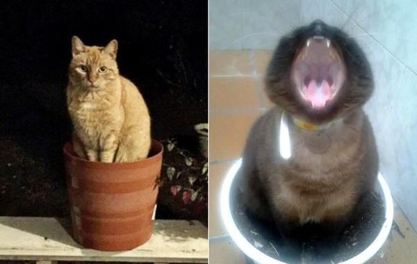 коты в цветочных горшках, расцвели коты, весна расцвели коты