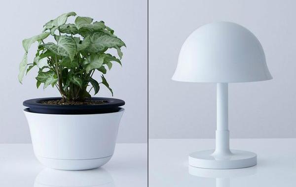 цветочные горкши от землетрясения, лампы от землетрясения, горшки и  лампы спасти от землетрясения