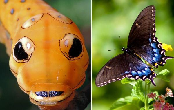 гусеницы и бабочки, куколка бабочка, превращение из гусеницы в бабочку