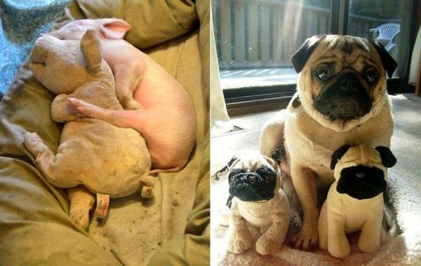 Животные и их двойники плюшевые игрушки, игрушки клоны двойники животных