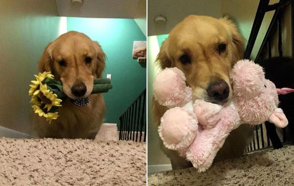 собака выбирает игрушку для сна, каждый вечер собака несет игрушку в постель