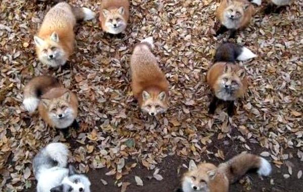 Zao Fox Village, заповедник Zao Fox Village, где можнл поиграть с лисицами, заповедник с лисицами, японский заповедник с лисицами