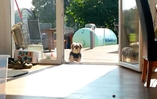 Собака не может войти в дверь, собака думает что стеклянная дверь закрыта, собака стеклянные двери видео