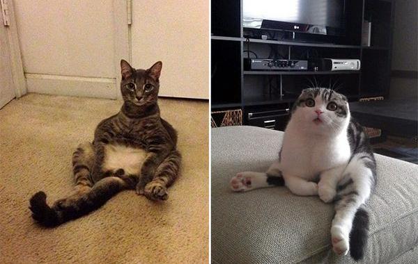 коты пойманные за вылизыванием причиндалов, кошки пойманные на месте преступления