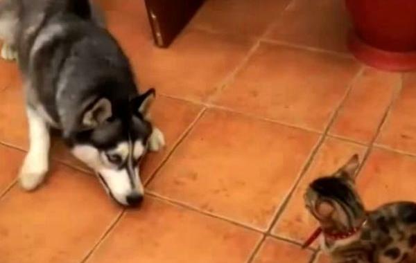 собаки хотят дружить с кошками, собаки и кошки